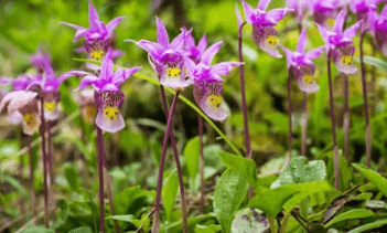 Орхидеи в открытом грунте – посадка и уход